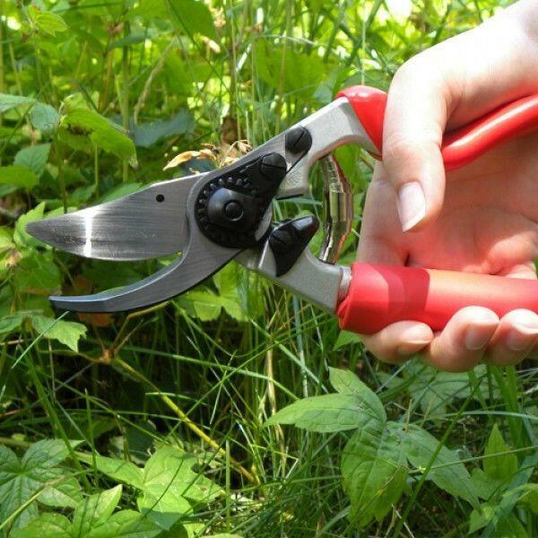 Sécateur FELCO 7