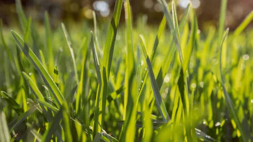 6 conseils essentiels après la scarification de votre pelouse