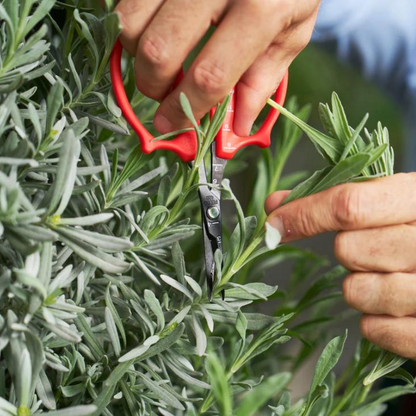 FELCO 420 Ciseaux de récolte