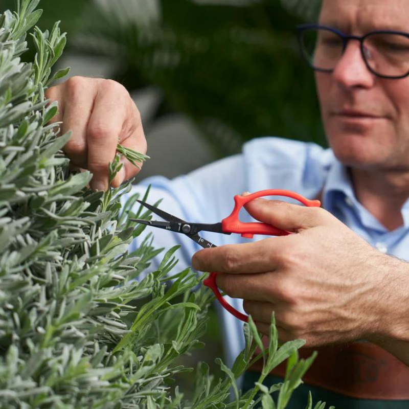 FELCO 420 Ciseaux de récolte