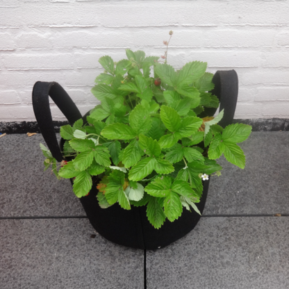 Golden Gark Sac de jardin Noir - 10 litres