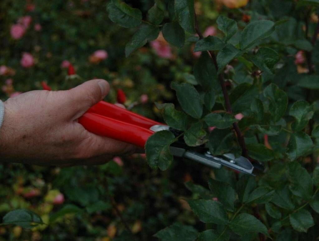 FELCO 100 Ciseaux à fleurs et roses