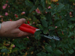 FELCO 100 Ciseaux à fleurs et roses