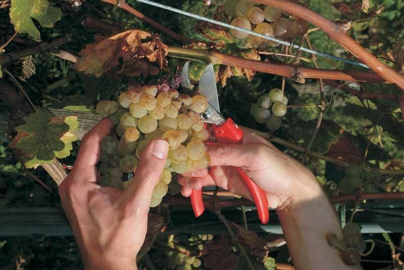 FELCO 300 Ciseaux pour fruits et fleurs