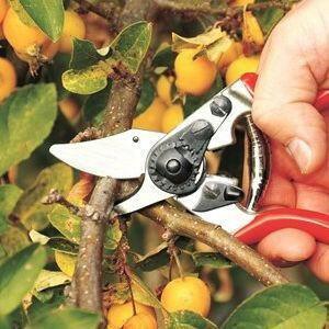 Sécateur FELCO 6