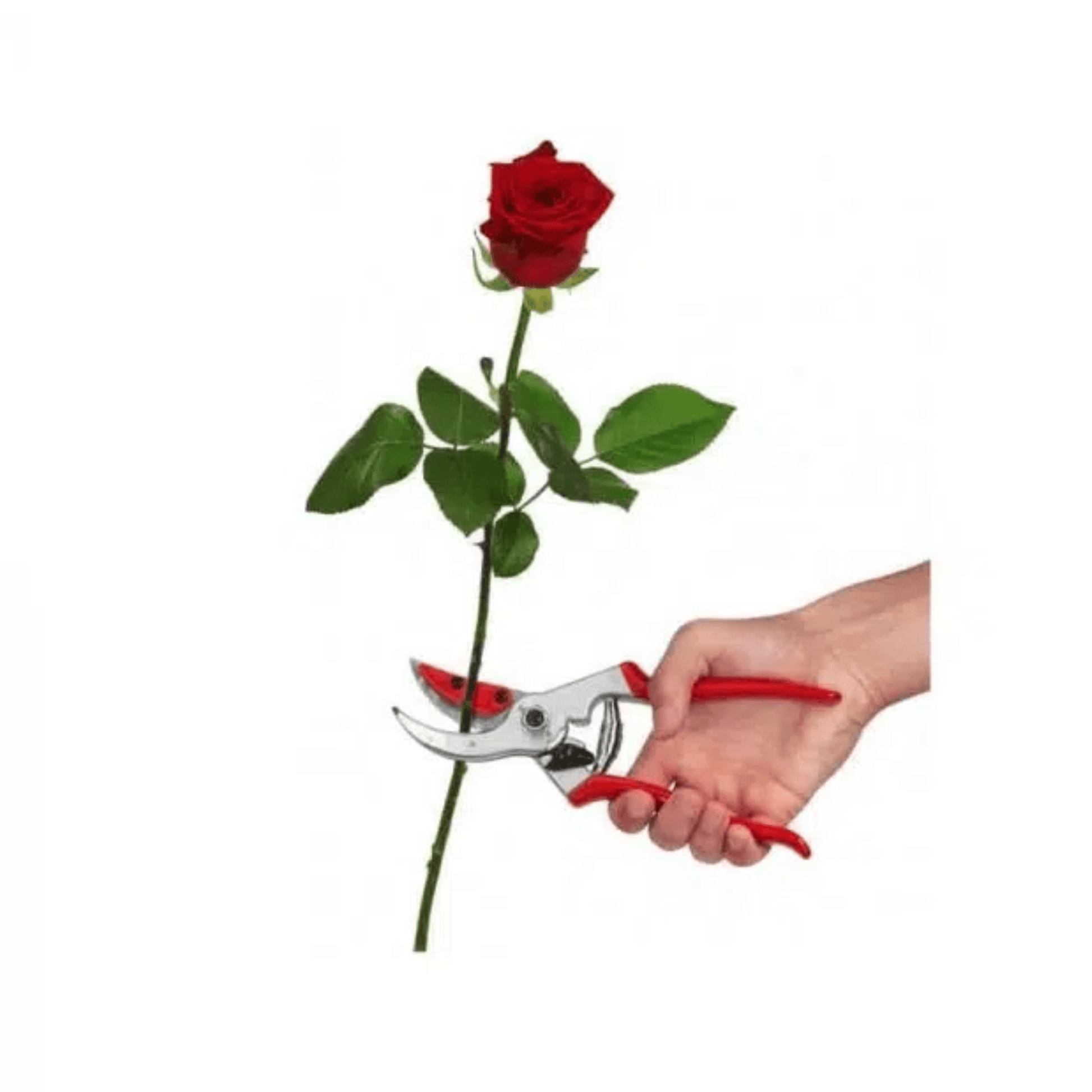 Felco Sécateur/Coupe-fleurs 4 Cut & Hold