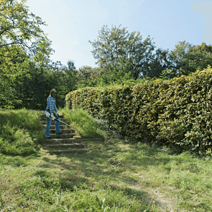 STIHL FSE 81 Coupe-bordures électrique