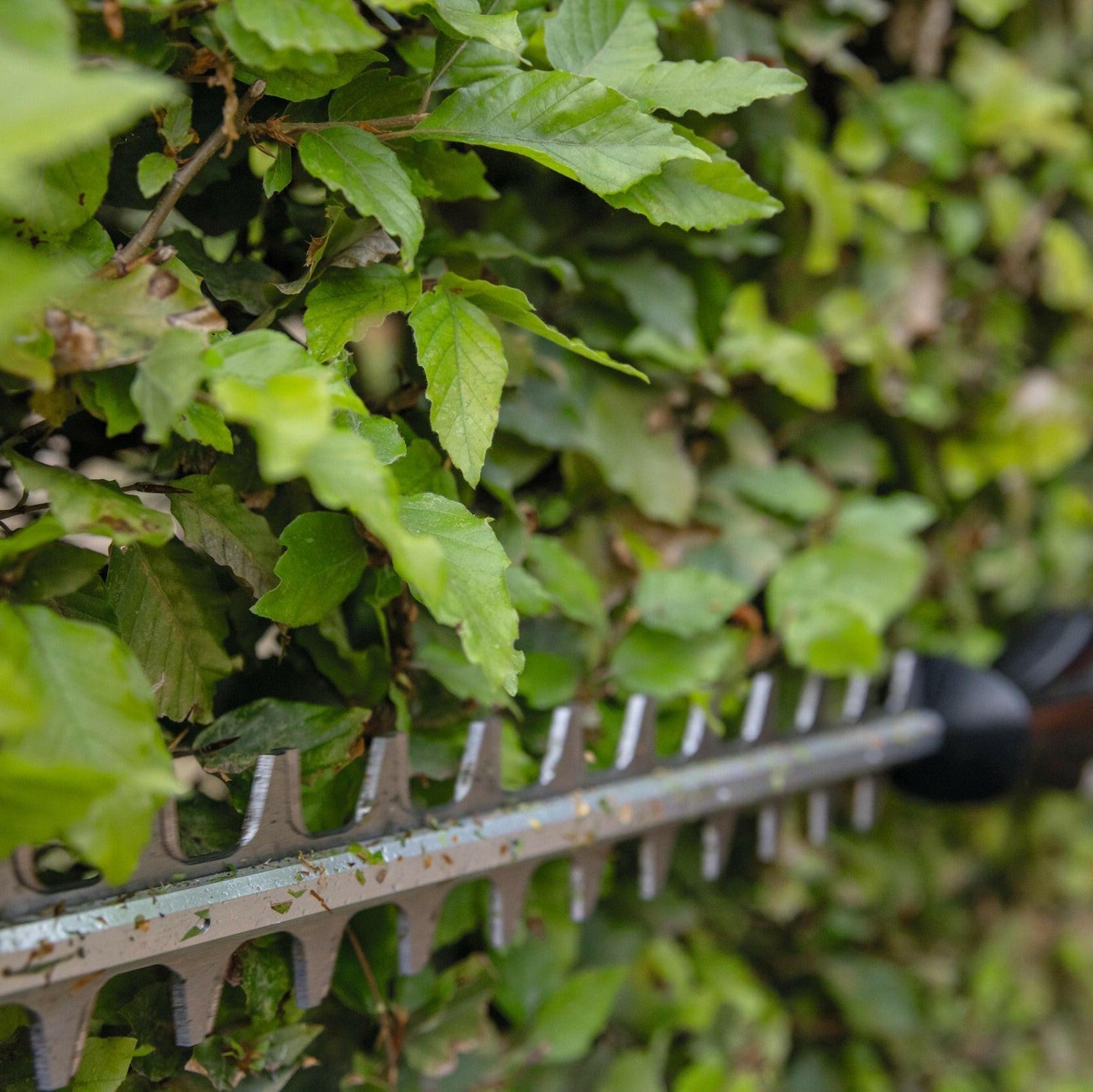 STIHL HLA 66 Taille-haie sur perche à batterie - Outil nu