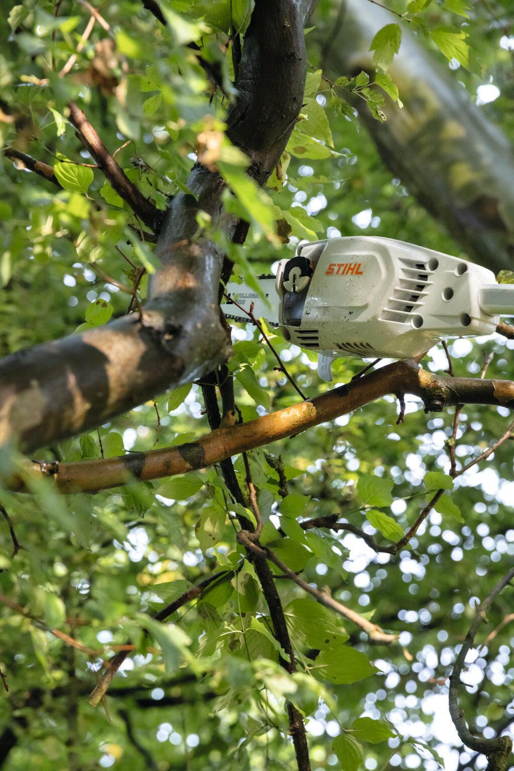 STIHL HTA 86 Perche élagueuse à batterie - Corps - 30 cm