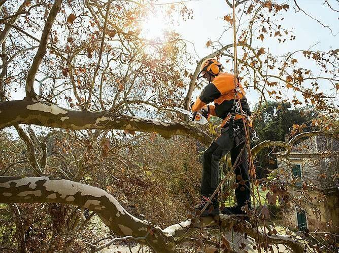STIHL MS 151 TC-E Tronçonneuse thermique - 25 cm