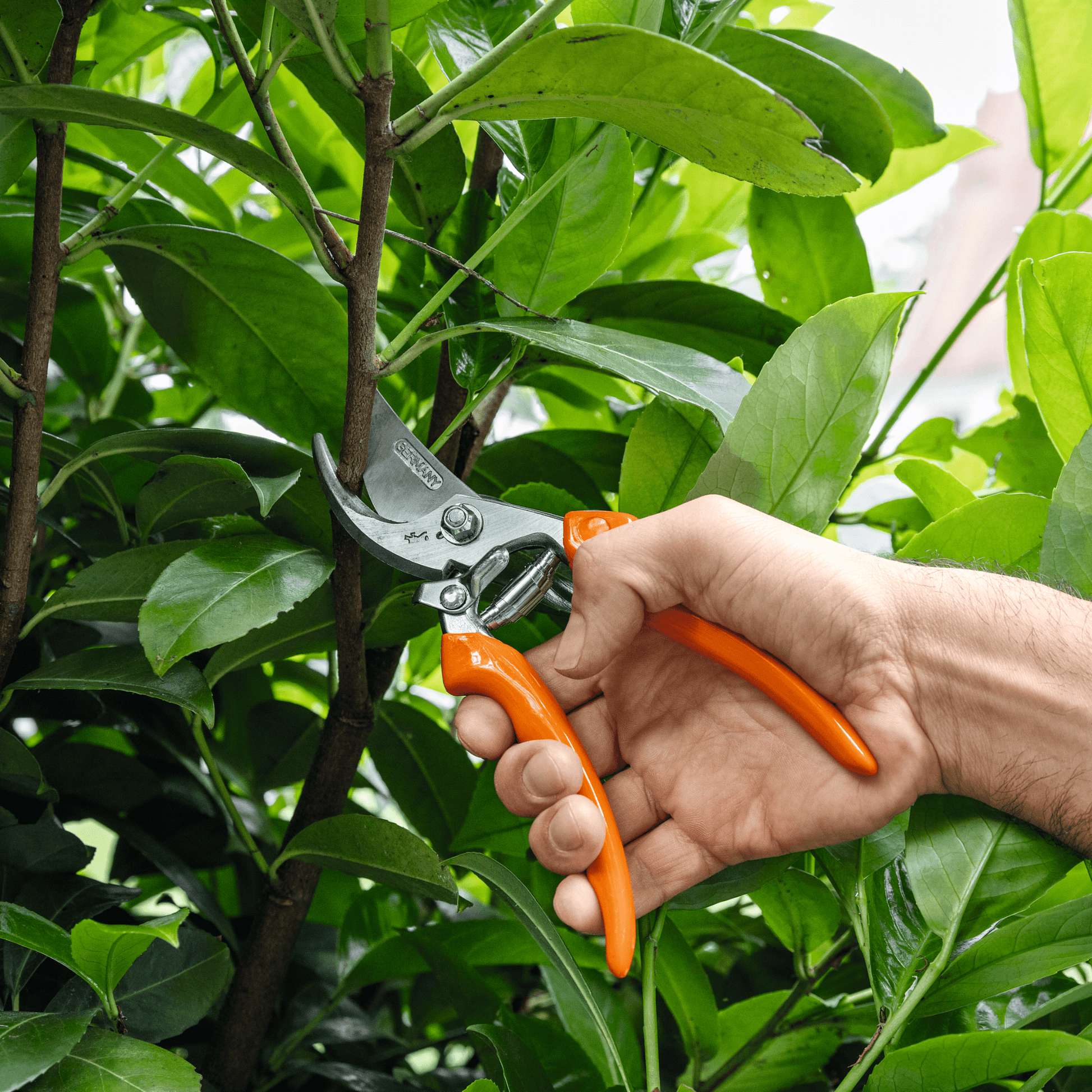 STIHL PG 20 Sécateur Bypass
